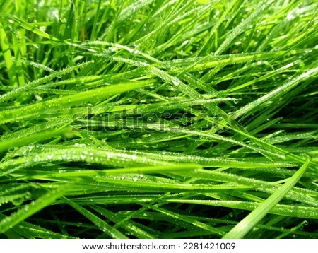 Wet grass with water drops after rain close up