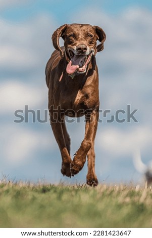 Beautiful german pointer dog with red colar standing, sitting and running in nice spring nature meadow under high mountains and forrest in background. Sunny day with clouds. Very high resolution shot.