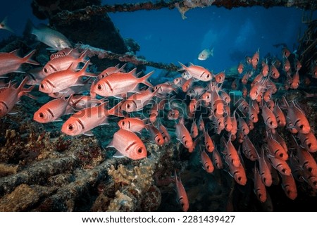 Blackbar soldierfish (Myripristis jacobus) school at he Bridge dive site off the Dutch Caribbean isalnd of Sint Maarten Royalty-Free Stock Photo #2281439427
