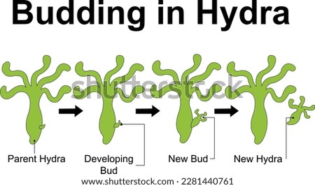 Budding in hydra : parent bud , developing bud - new bud - new hydra - Reproduction in hydra Royalty-Free Stock Photo #2281440761