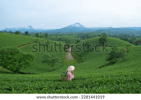 A farmer planting green fresh tea or strawberry farm, agricultural plant fields with mountain hills in Asia. Rural area. Farm pattern texture. Nature landscape, Long Coc, Vietnam. People lifestyle.