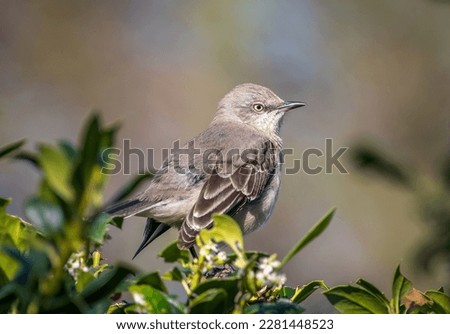 This Northern Mockingbird perched itself in a hedgerow in a Texas gardens and was loudly proclaiming spring.