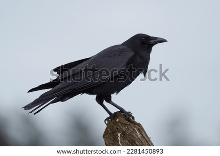 American crow is the common crow over much of the U.S. and Canada. Most easily identified by voice. Common in any open habitats, including fields, open woodlands. Royalty-Free Stock Photo #2281450893