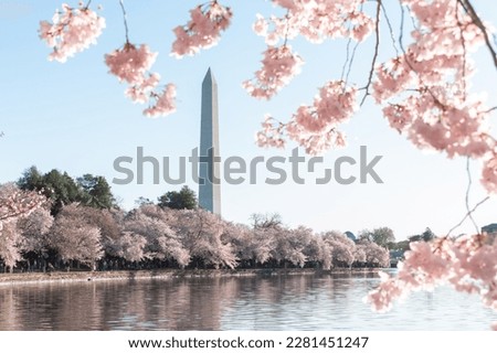 The Washington Monument in Washington DC with blooming cherry blossoms in the foreground.