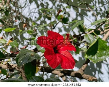 buenos aires, argentina, 04 November 2022: a red tropical warm weather hibiscus flower on a green plant