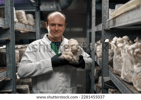 A mycologist from a mushroom farm grows lion's mane mushrooms satisfied scientist holds mushrooms in his hands Royalty-Free Stock Photo #2281455037