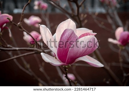 Magnolia tree blossom in springtime. Tender sweet pink or purple flowers