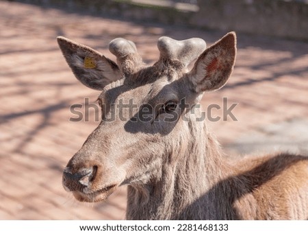 Portrait of a fallow deer
