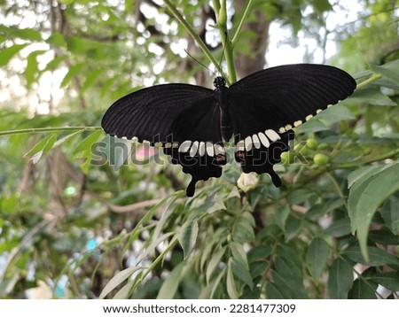 This is a picture of a black colour butterfly with white dotted sitting on plant leaf. 