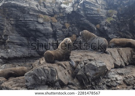 this picture was capture with this amazing wildlife of a sea lions sitting and a rack in Ushuaia argentina 