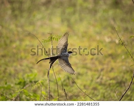 Fork-tailed Flycatcher, Tyrannus savana, Brazil, South America Royalty-Free Stock Photo #2281481355