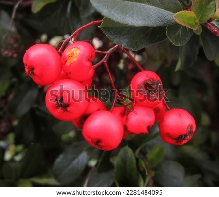 In this photo you can see red Firethorn berries Royalty-Free Stock Photo #2281484095