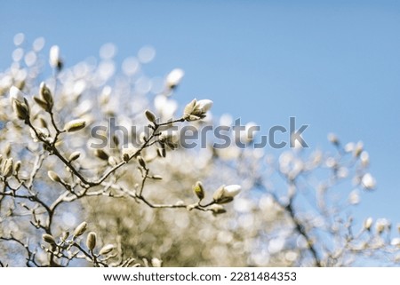 Blooming magnolia tree in spring on pastel bokeh blue sky and pink background, wide composition, internet springtime banner