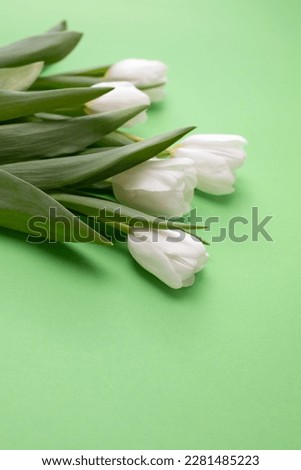 White tulips on the green background with shadow. Spring background with a bouquet of flowers with copy space. Top view