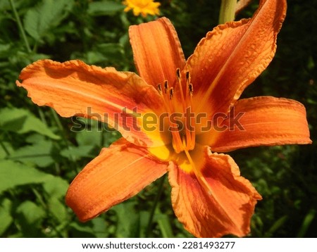 Lily orange planet. Lilium. Lily in the garden. Gardening. Orange flower.