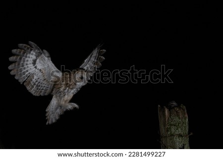 Tawny Owl at night time