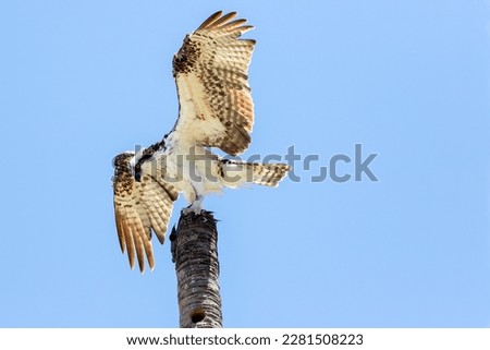 An Osprey eating recently caught prey along the Pacific Coast in Mexico.