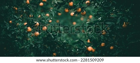 Orange tree branches with ripe juicy fruits. Natural fruit background outdoors. wide shot in dark green tones. empty space for text in the middle of the frame.