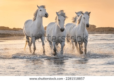 Herd of white horses running through the water. Image taken in Camargue, France. Royalty-Free Stock Photo #2281518857