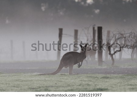 kangaroo silhouette with foggy winery background