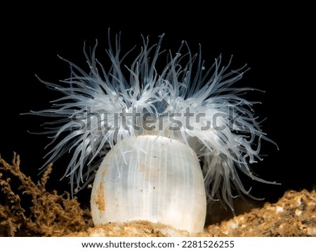 White sea anemone from Oslo fjord Royalty-Free Stock Photo #2281526255