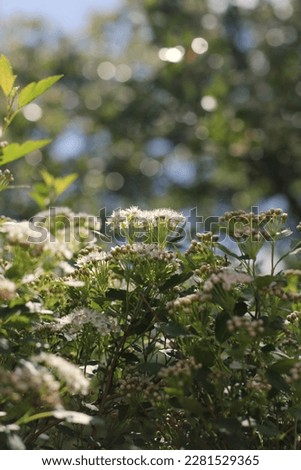 Beautiful white flowers growing in the sunny summer meadow.