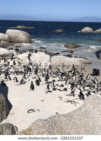 Penguins on the beach in Cape Town