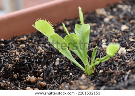 Small and young carnivorous plant, Dionaea muscipula. The plant is green and is on a vase plant. Copy space. Venus flytrap.
