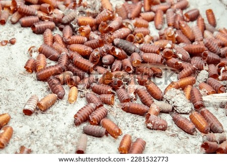 Many fly pupa cases from housefly and magot infestation close by organics container, green bin or compost. Macro of insect pupa case in garbage room of building or home. Selective focus in center. Royalty-Free Stock Photo #2281532773