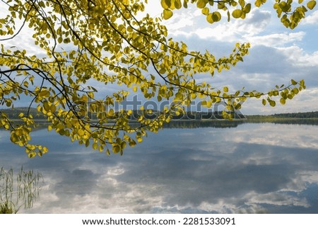 Beautiful aspen branches with brightly lit leaves against the backdrop of clouds reflected in the water on the lake. Close-up, spring. Royalty-Free Stock Photo #2281533091
