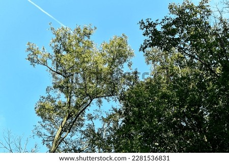 tree and blue sky, beautiful photo digital picture