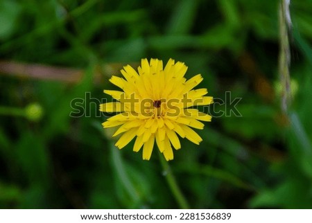 dandelion in grass, beautiful photo digital picture