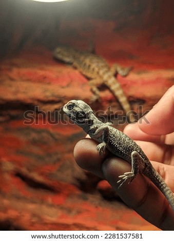 a little reptil lizard in a terrarium 