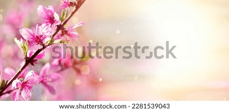 Spring background with blooming peach in spring. Peach branch with sun glare on blurred pink background.