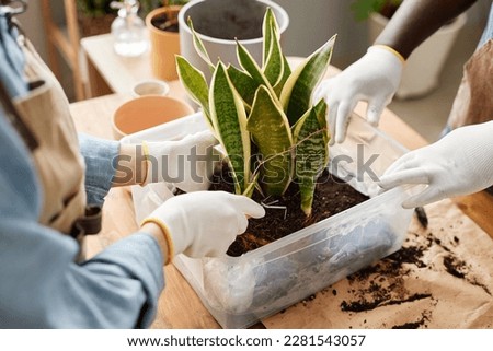 Close up of young woman repotting exotic snake plant in plastic bin, copy space