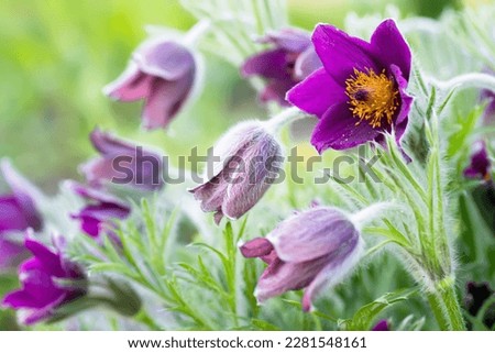 Pulsatilla patens, Eastern pasqueflower, and cutleaf anemone purple flowers covered with small hairs blooming on meadow. first spring primroses. Wild Spring Flowers Pulsatilla Patens. Copy space Royalty-Free Stock Photo #2281548161