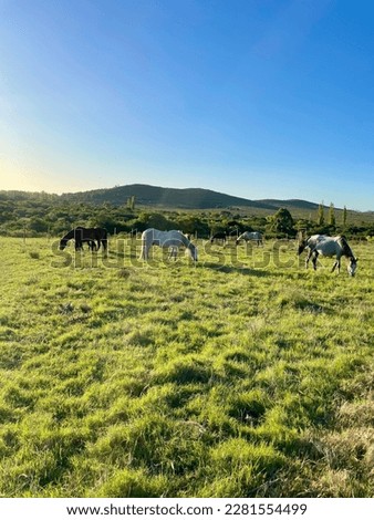 The picture showcases the graceful beauty of horses, with a breathtaking landscape in the background, creating a serene and peaceful atmosphere.