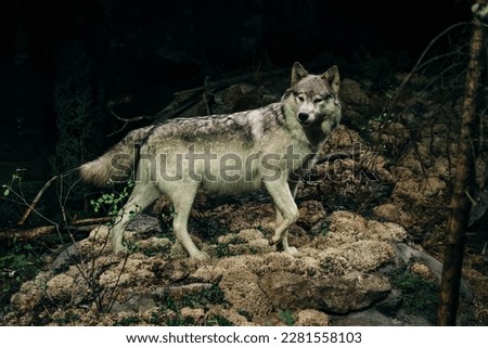 Aggressive wolf stuffed. High quality photo