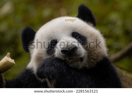 Giant Panda eats Bamboo and Bamboo Shoot, Chengdu Panda Base, China