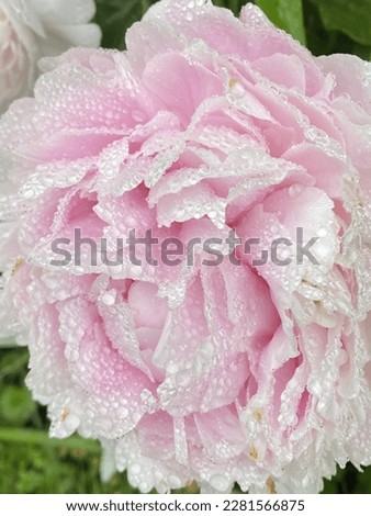 Pink peony flower with rainwater