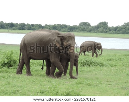 Sri Lankan Elephants in the Wild. Visit Sri Lanka. 