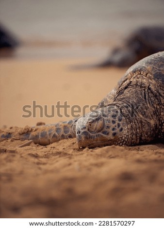 Turtle by the shore sleeping