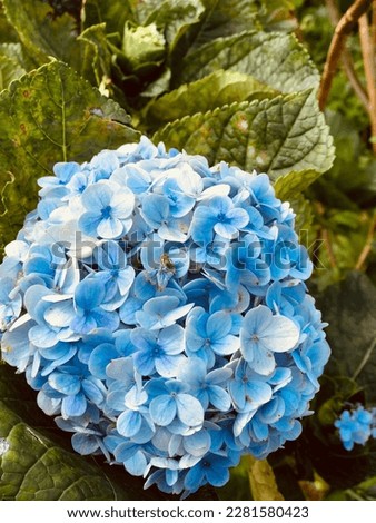 The beautiful picture of french hydrangea