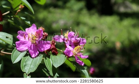 a beautiful pink flower that lives in tropical Indonesia with the scientific name Melastoma candidum                               
