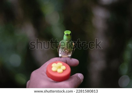 Hummingbird feeding on a person's hand - stock photo.

These hummingbirds are protected by the Casa del Angel del Sol in Mérida Venezuela, a tourist attraction that allows you to feed them and share w