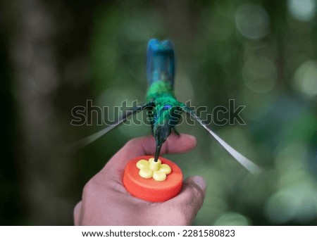 Hummingbird feeding on a person's hand - stock photo.

These hummingbirds are protected by the Casa del Angel del Sol in Mérida Venezuela, a tourist attraction that allows you to feed them and share w