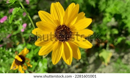 natural  sunflower in india Natural beauty in Haridwar  Royalty-Free Stock Photo #2281601001