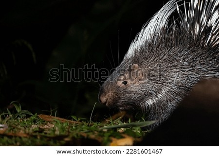 Close up of Malayan Porcupine (Hystrix brachyura), walking and searching of food at night, in national park.