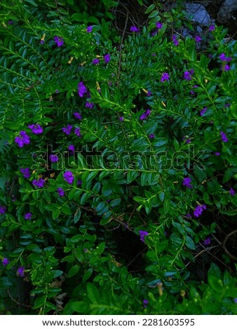 Cuphea Hyssopifolia background. Cuphea Hyssopifolia or known by the Indonesian name Taiwan beauty, is an ornamental plant that is much sought after, because it's beautiful and the price is cheap