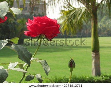 New Rose Flower Picture Wallpaper